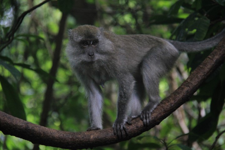 Sumatra 03