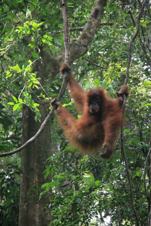 Sumatra 04
