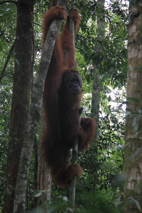 Sumatra 05
