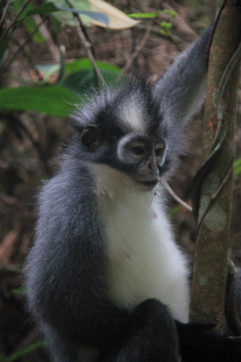 Sumatra 07