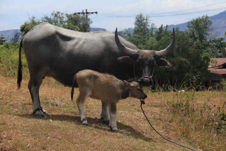 Sumatra 12