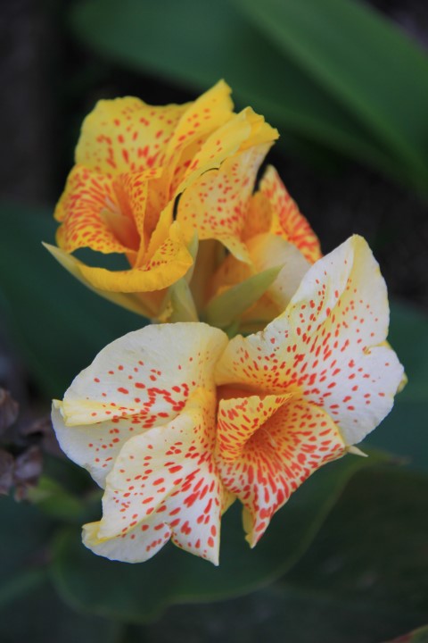 Bali 13